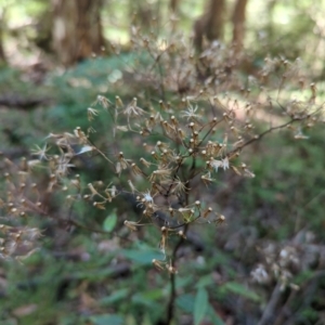 Senecio linearifolius at Micalong Gorge - 28 Dec 2023 11:07 AM