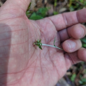 Euchiton japonicus at Micalong Gorge - 28 Dec 2023