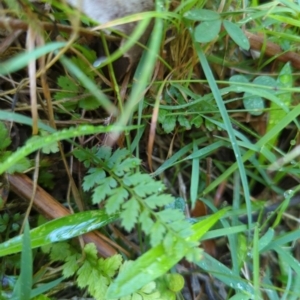 Polystichum proliferum at Micalong Gorge - 28 Dec 2023