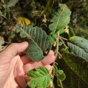 Pomaderris aspera at Micalong Gorge - 28 Dec 2023