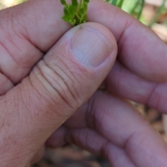 Senecio diaschides at Micalong Gorge - 28 Dec 2023 10:52 AM