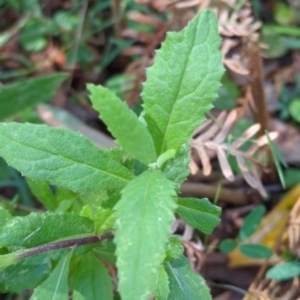 Senecio linearifolius at Micalong Gorge - 28 Dec 2023 10:47 AM