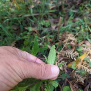 Senecio linearifolius at Micalong Gorge - 28 Dec 2023 10:47 AM