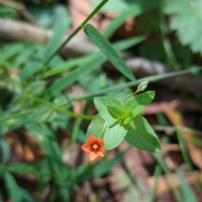 Lysimachia arvensis (Scarlet Pimpernel) at Micalong Gorge - 28 Dec 2023 by Wildlifewarrior80