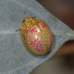 Paropsisterna fastidiosa (Eucalyptus leaf beetle) at The Pinnacle - 27 Dec 2023 by AlisonMilton