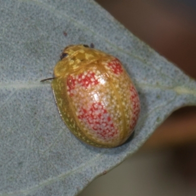 Paropsisterna fastidiosa (Eucalyptus leaf beetle) at Hawker, ACT - 27 Dec 2023 by AlisonMilton