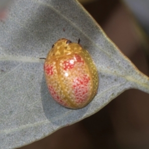 Paropsisterna fastidiosa at The Pinnacle - 28 Dec 2023