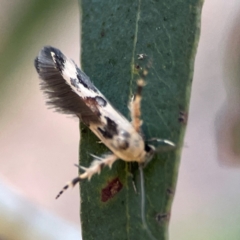 Stathmopoda melanochra (An Oecophorid moth (Eriococcus caterpillar)) at Casey, ACT - 28 Dec 2023 by Hejor1