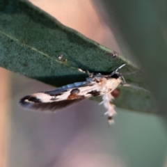 Stathmopoda melanochra at Casey, ACT - 28 Dec 2023