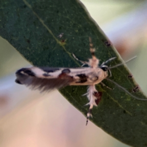 Stathmopoda melanochra at Casey, ACT - 28 Dec 2023