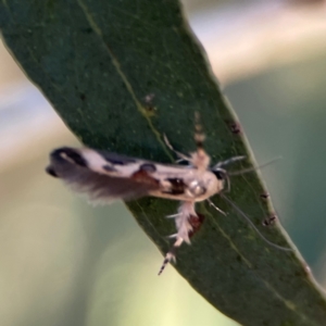 Stathmopoda melanochra at Casey, ACT - 28 Dec 2023