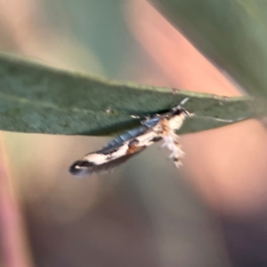 Stathmopoda melanochra at Casey, ACT - 28 Dec 2023