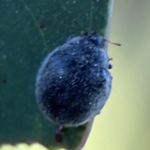 Coccinellidae (family) at Casey, ACT - 28 Dec 2023