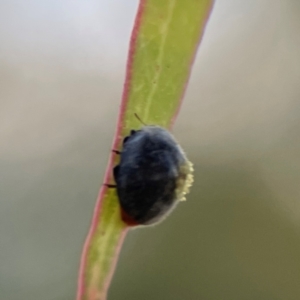 Coccinellidae (family) at Casey, ACT - 28 Dec 2023