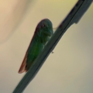 Cicadellidae (family) at Casey, ACT - 28 Dec 2023