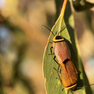 Ellipsidion australe (Austral Ellipsidion cockroach) at Casey, ACT - 28 Dec 2023 by Hejor1