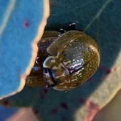 Paropsisterna cloelia (Eucalyptus variegated beetle) at Casey, ACT - 28 Dec 2023 by Hejor1
