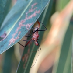 Gminatus australis at Casey, ACT - 28 Dec 2023