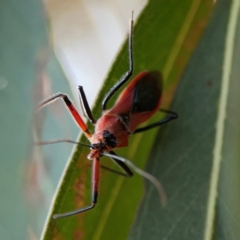 Gminatus australis at Casey, ACT - 28 Dec 2023