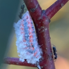 Monophlebulus sp. (genus) (Giant Snowball Mealybug) at Casey, ACT - 28 Dec 2023 by Hejor1