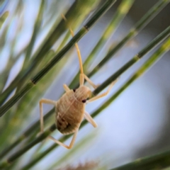 Poecilometis strigatus (Gum Tree Shield Bug) at Casey, ACT - 28 Dec 2023 by Hejor1