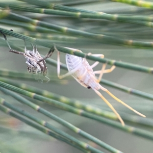 Poecilometis strigatus at Casey, ACT - 28 Dec 2023