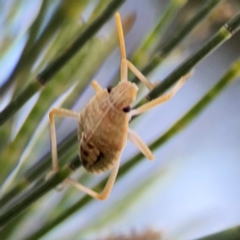 Poecilometis strigatus at Casey, ACT - 28 Dec 2023