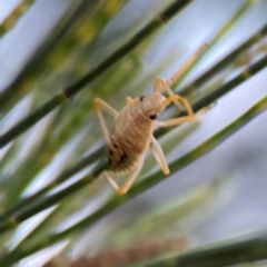 Poecilometis strigatus at Casey, ACT - 28 Dec 2023