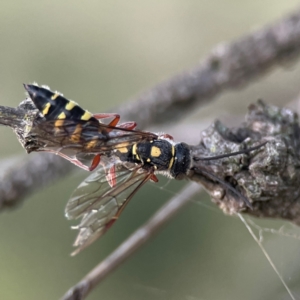 Thynninae (subfamily) at Casey, ACT - 28 Dec 2023