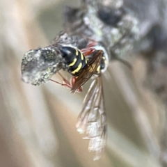 Thynninae (subfamily) at Casey, ACT - 28 Dec 2023 08:02 PM