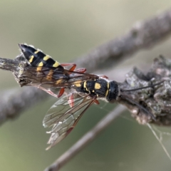 Thynninae (subfamily) at Casey, ACT - 28 Dec 2023 08:02 PM