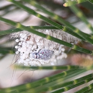 Anestia (genus) at Casey, ACT - 28 Dec 2023