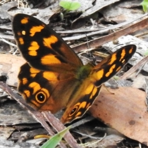 Heteronympha solandri at Namadgi National Park - 28 Dec 2023