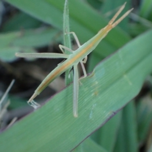 Acrida conica at Murrumbateman, NSW - 28 Dec 2023 06:43 PM