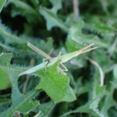 Acrida conica at Murrumbateman, NSW - 28 Dec 2023 06:43 PM