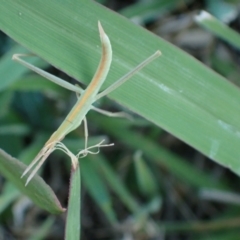 Acrida conica at Murrumbateman, NSW - 28 Dec 2023 06:43 PM