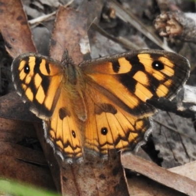 Geitoneura klugii (Marbled Xenica) at Kambah, ACT - 28 Dec 2023 by JohnBundock