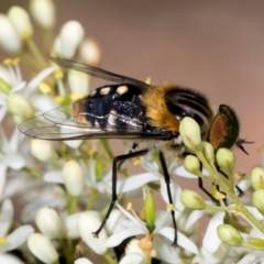 Scaptia (Scaptia) auriflua (A flower-feeding march fly) at The Pinnacle - 27 Dec 2023 by AlisonMilton