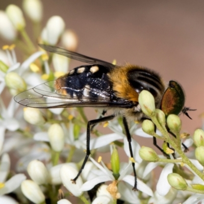 Scaptia (Scaptia) auriflua (A flower-feeding march fly) at Hawker, ACT - 27 Dec 2023 by AlisonMilton