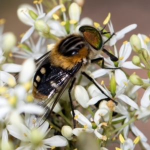 Scaptia (Scaptia) auriflua at The Pinnacle - 28 Dec 2023