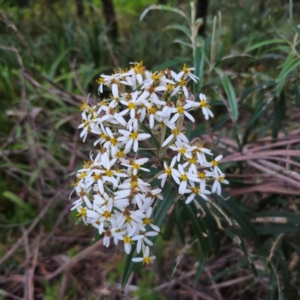 Olearia megalophylla at QPRC LGA - 28 Dec 2023