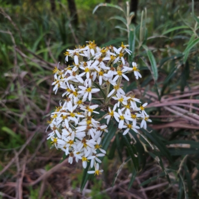 Olearia megalophylla (Large-leaf Daisy-bush) at QPRC LGA - 28 Dec 2023 by Csteele4