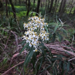 Olearia megalophylla at QPRC LGA - 28 Dec 2023 08:06 PM