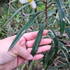 Olearia megalophylla at QPRC LGA - 28 Dec 2023