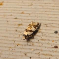 Oxythecta alternella (A Concealer moth) at QPRC LGA - 28 Dec 2023 by Csteele4