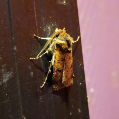 Agrotis porphyricollis (Variable Cutworm) at QPRC LGA - 28 Dec 2023 by Csteele4