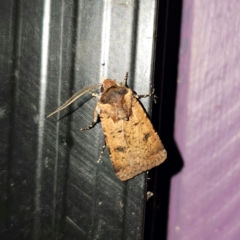 Agrotis porphyricollis at QPRC LGA - suppressed