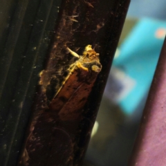 Agrotis porphyricollis at QPRC LGA - suppressed