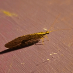 Osmylidae sp. (family) (Osmylid lacewing) at QPRC LGA - 28 Dec 2023 by Csteele4