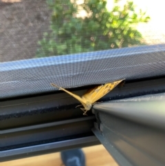 Heteronympha merope at Wanniassa, ACT - 28 Dec 2023